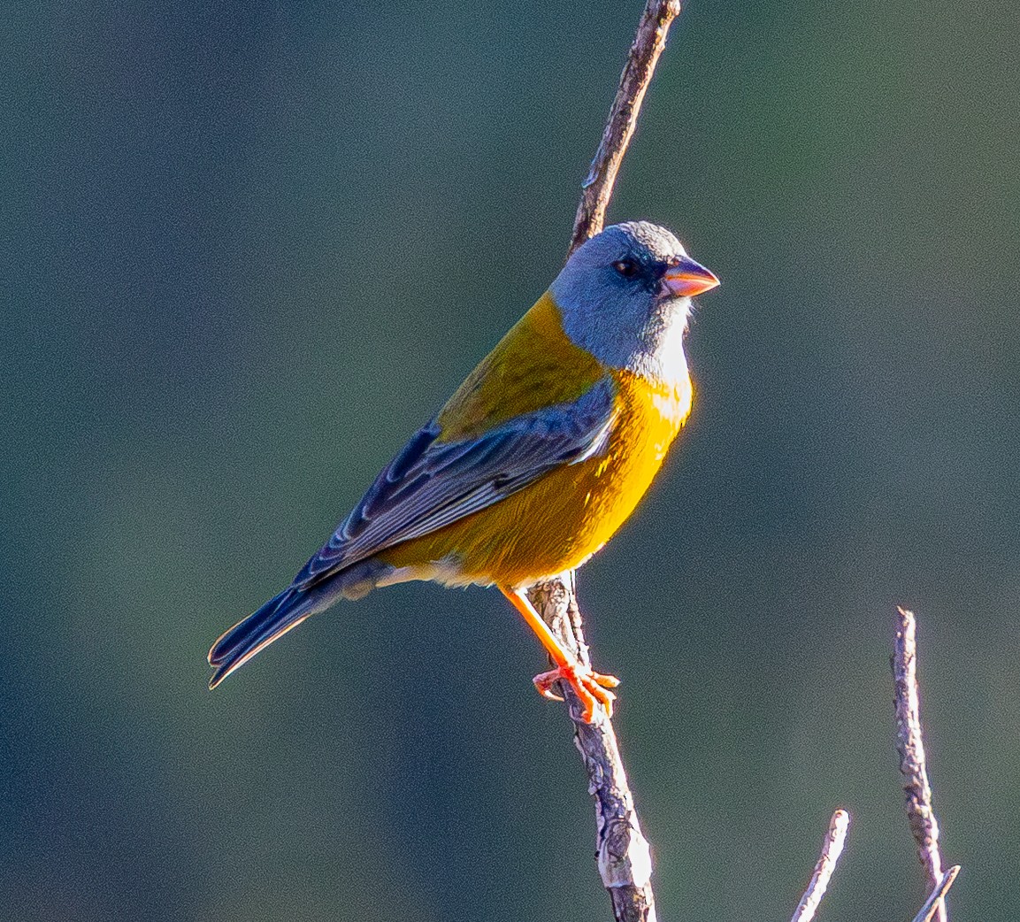 Peruvian Sierra Finch - ML644276825