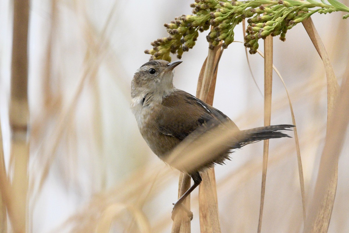 Marsh Wren - ML644276835