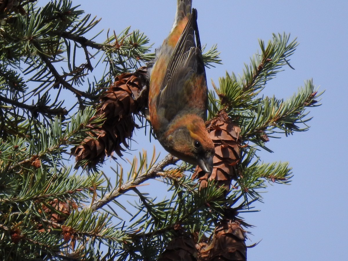 Red Crossbill - ML644276841