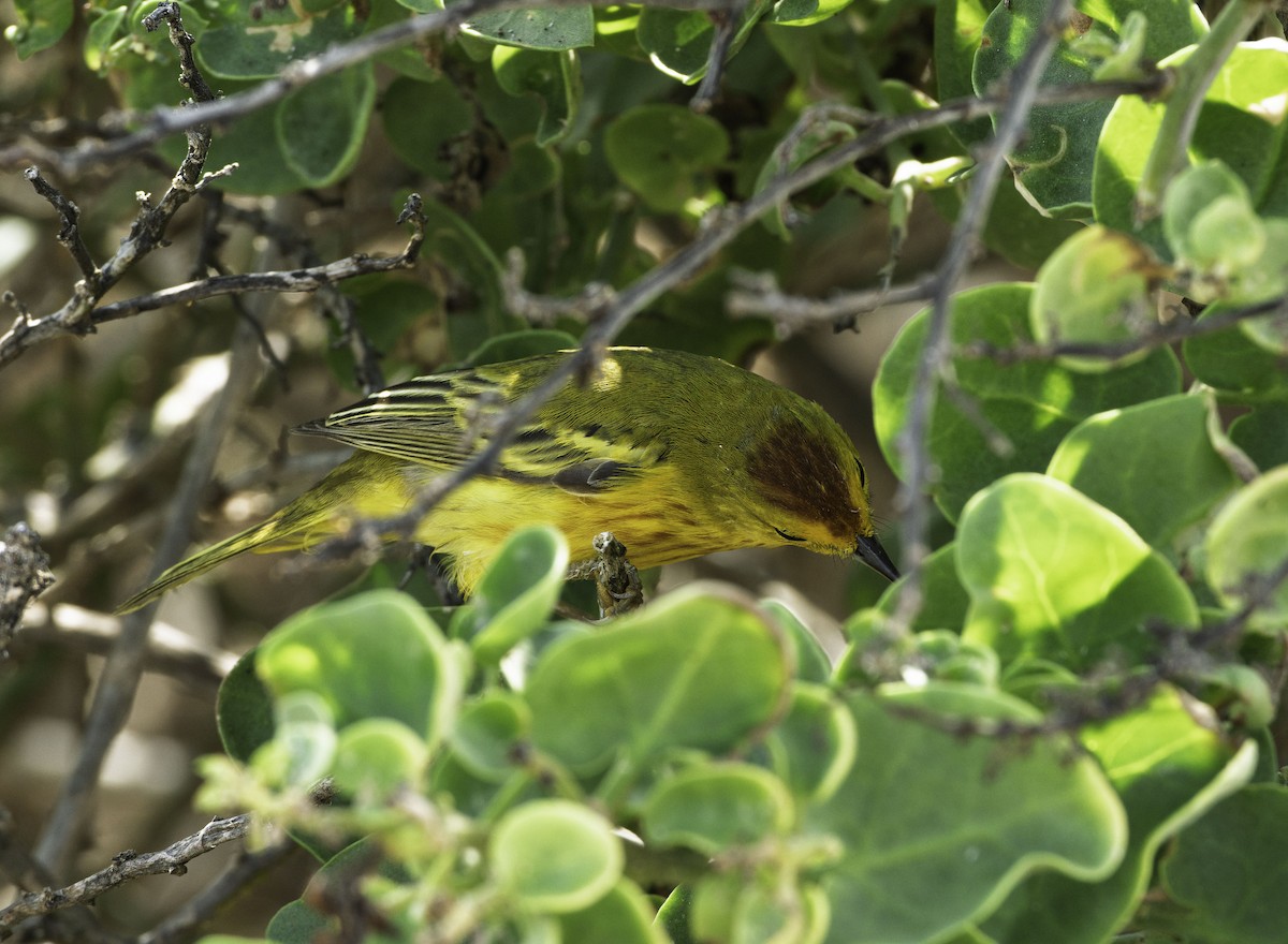 Northern/Mangrove Yellow Warbler - ML644276846