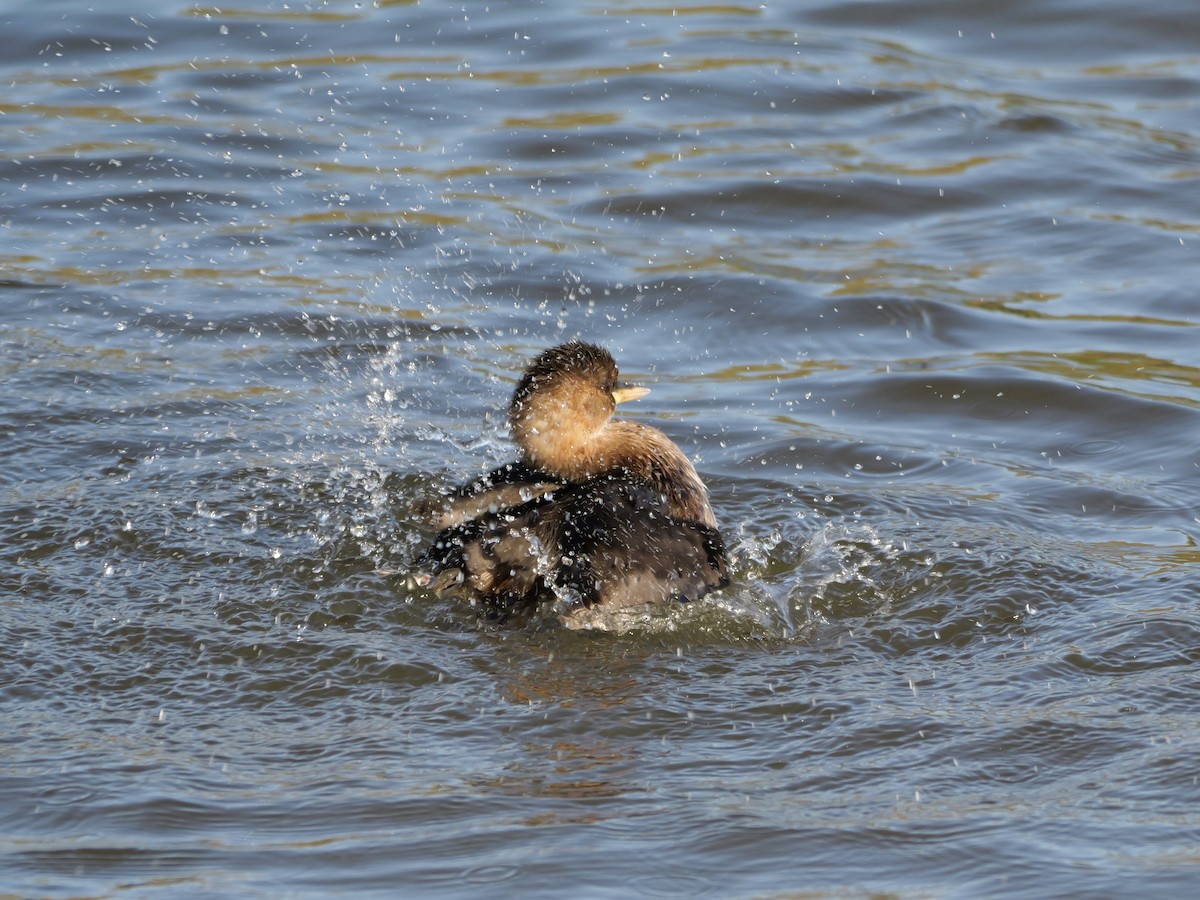 Хурган шунгуур - ML644276859
