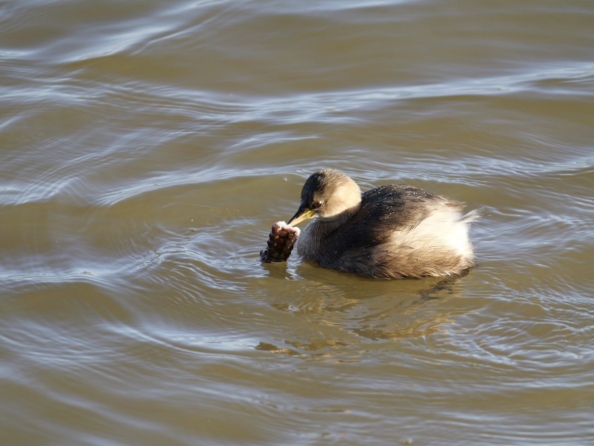 Хурган шунгуур - ML644276861