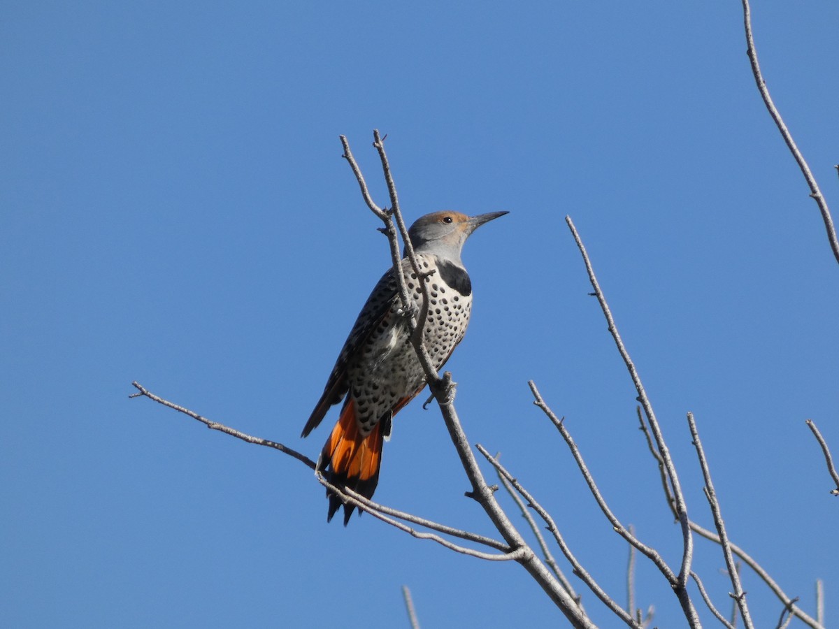 Northern Flicker - ML644276864