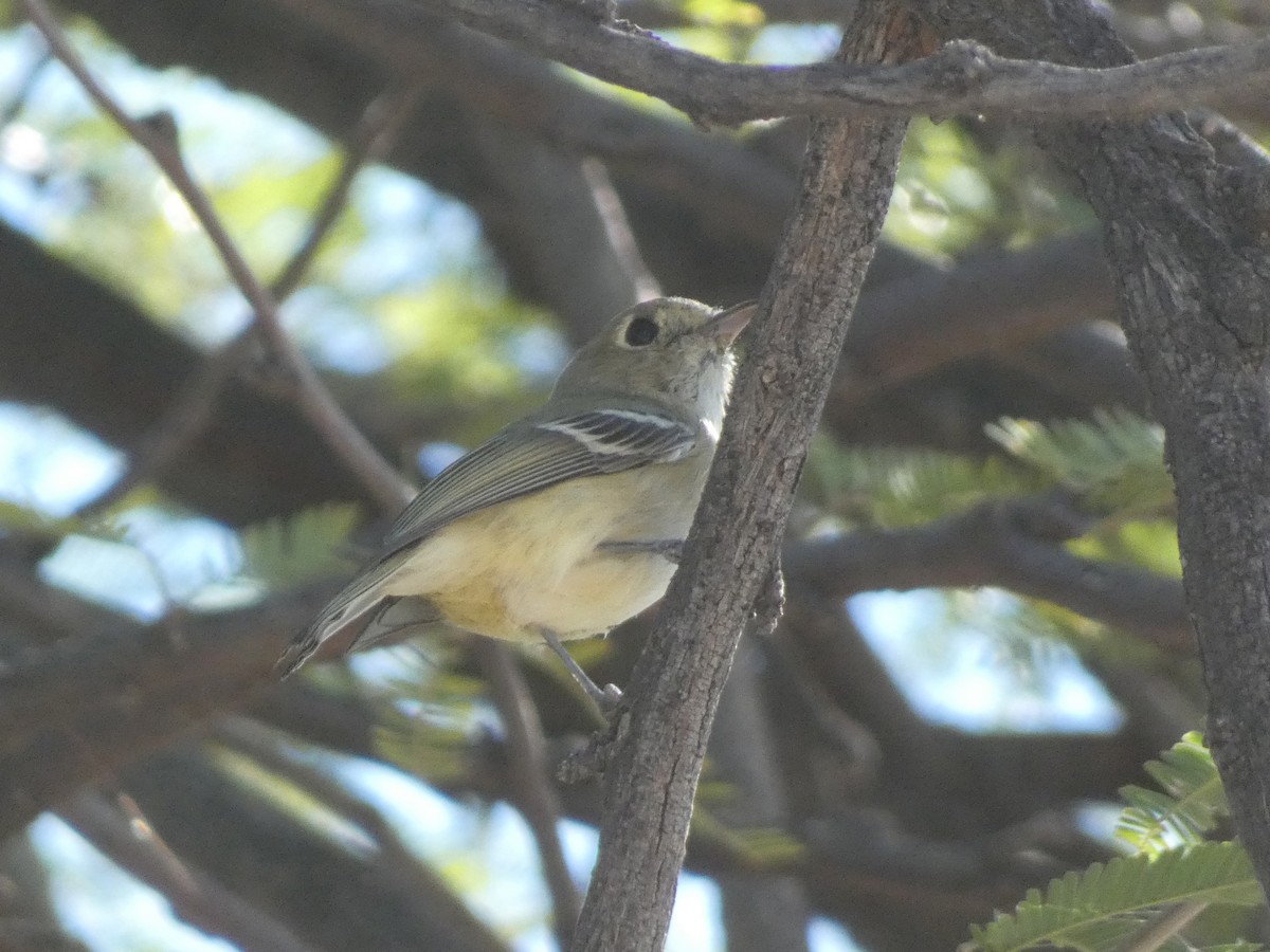 Hutton's Vireo - ML644276865