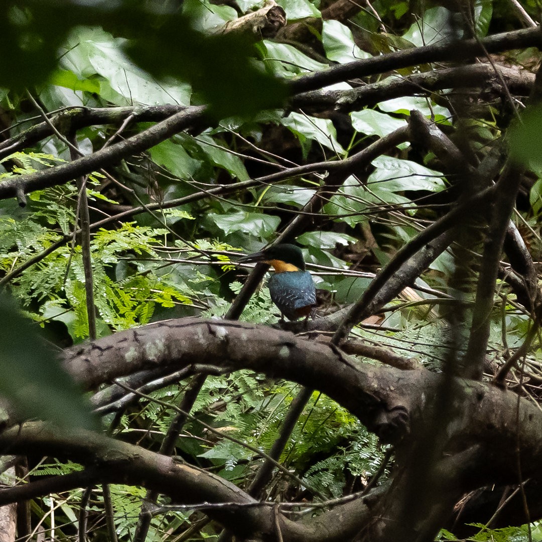 Martín Pescador Verdirrufo - ML644276871