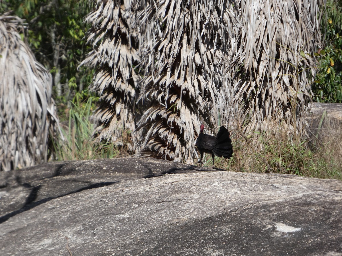 Australian Brushturkey - ML644276872