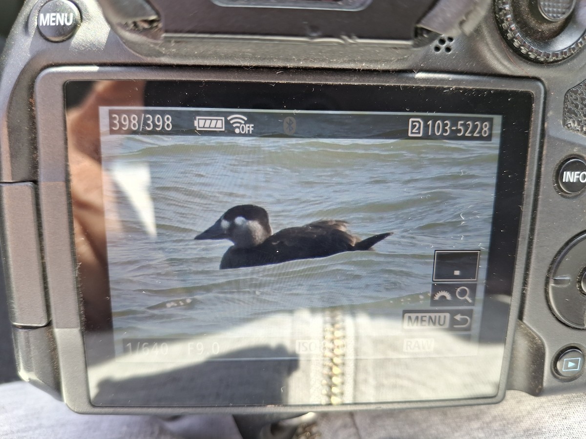 Surf Scoter - ML644276873