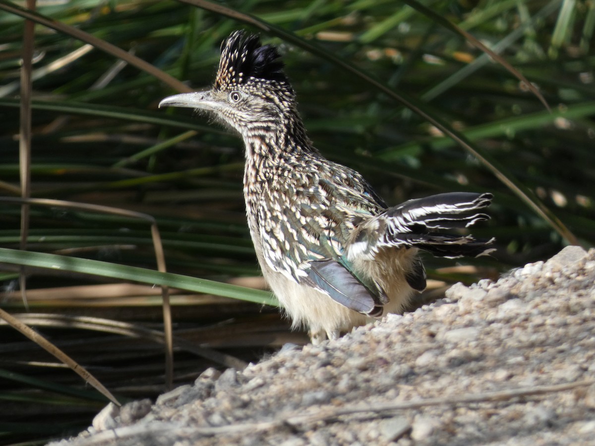Greater Roadrunner - ML644276886