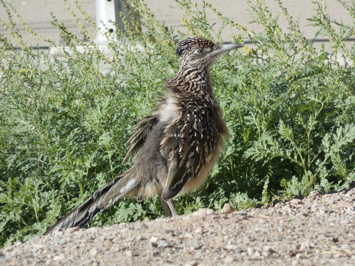 Greater Roadrunner - ML644276887