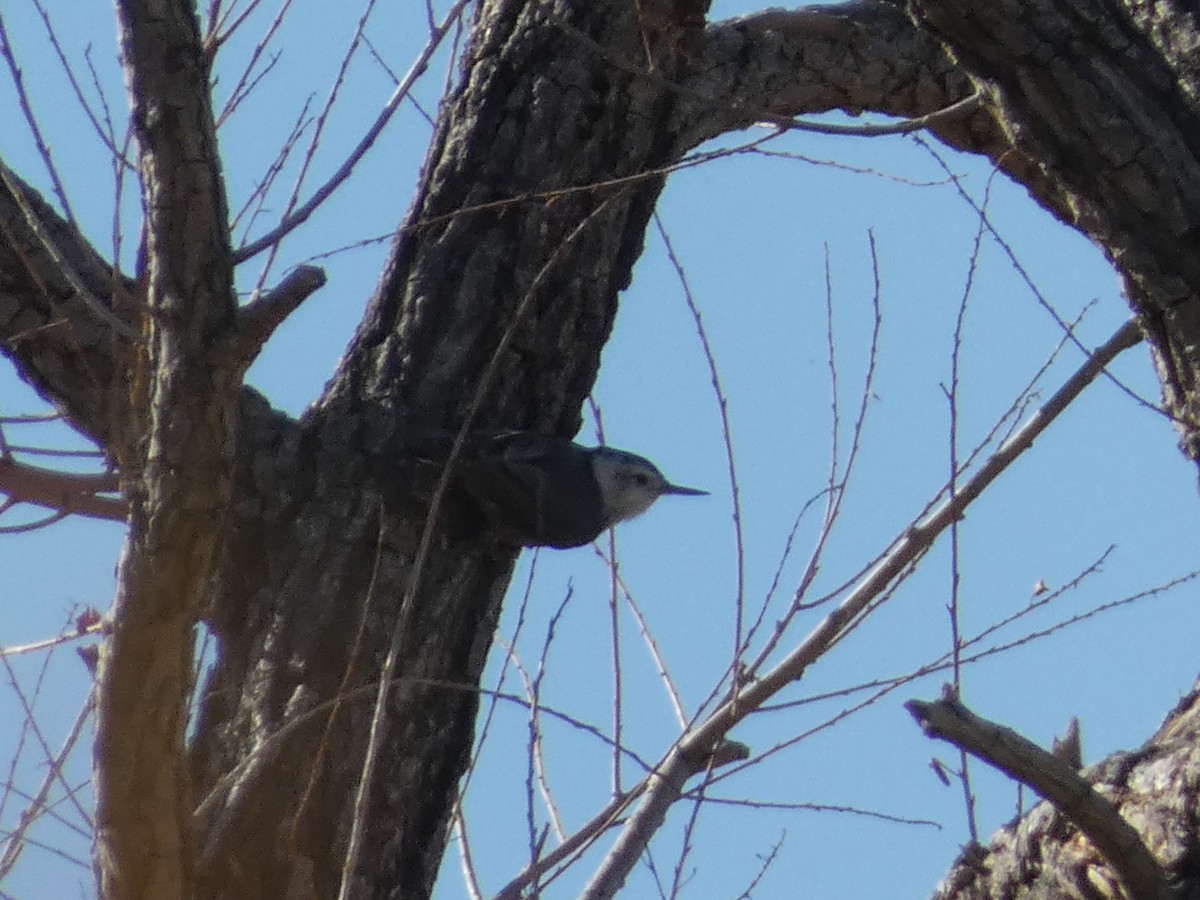 White-breasted Nuthatch - ML644276897