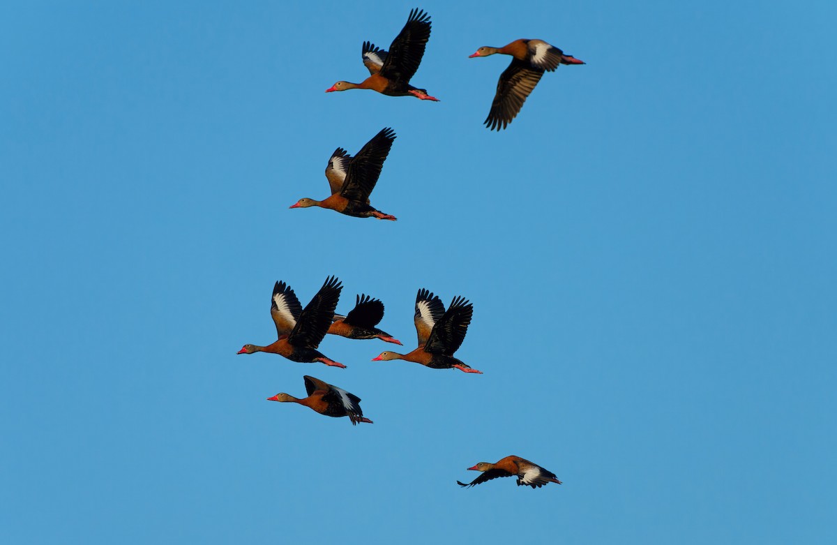 アカハシリュウキュウガモ - ML644276898