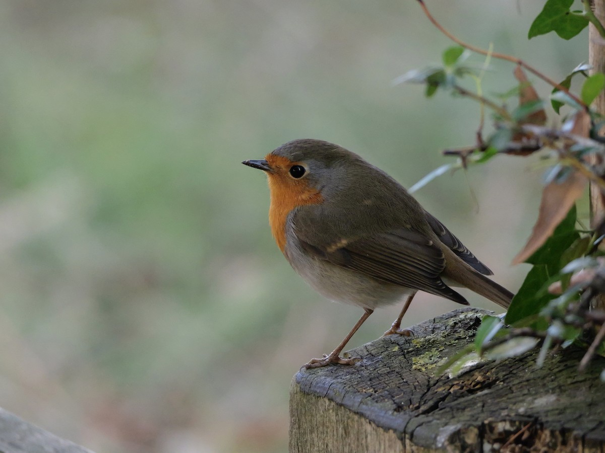 Өрнийн зээрд омруут - ML644276902