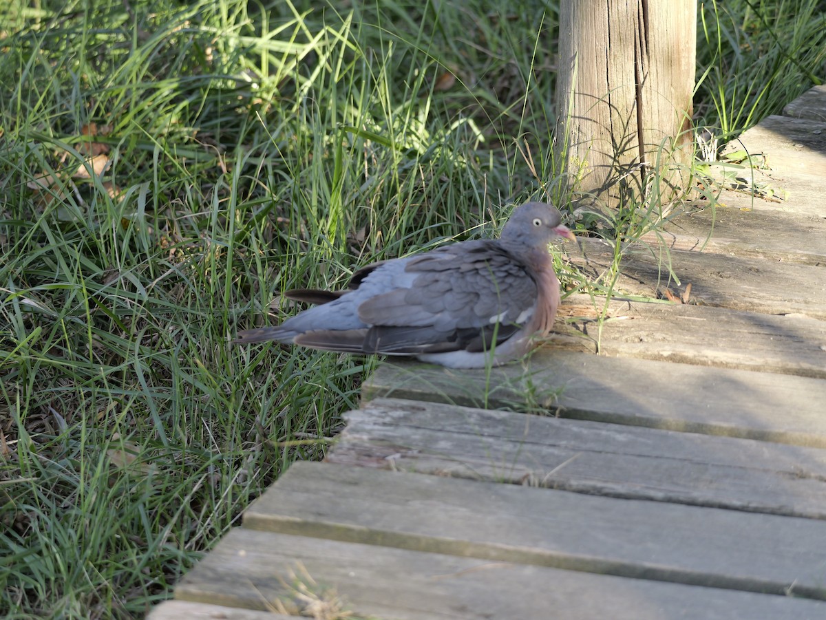 Tahtalı - ML644276910