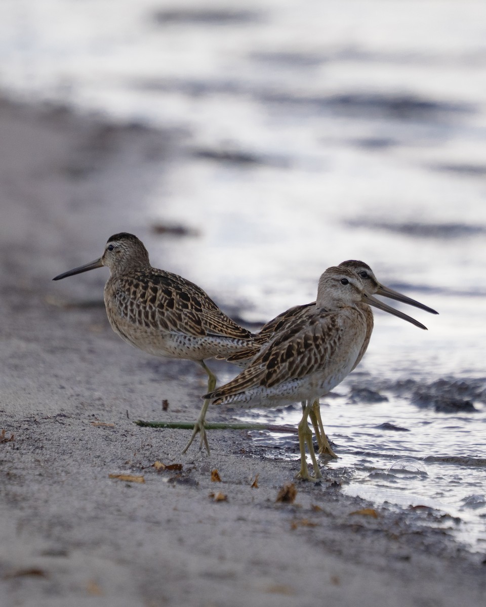 Short-billed Dowitcher - ML644276914
