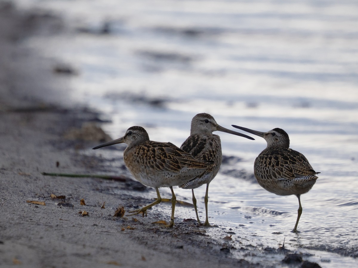 Short-billed Dowitcher - ML644276915
