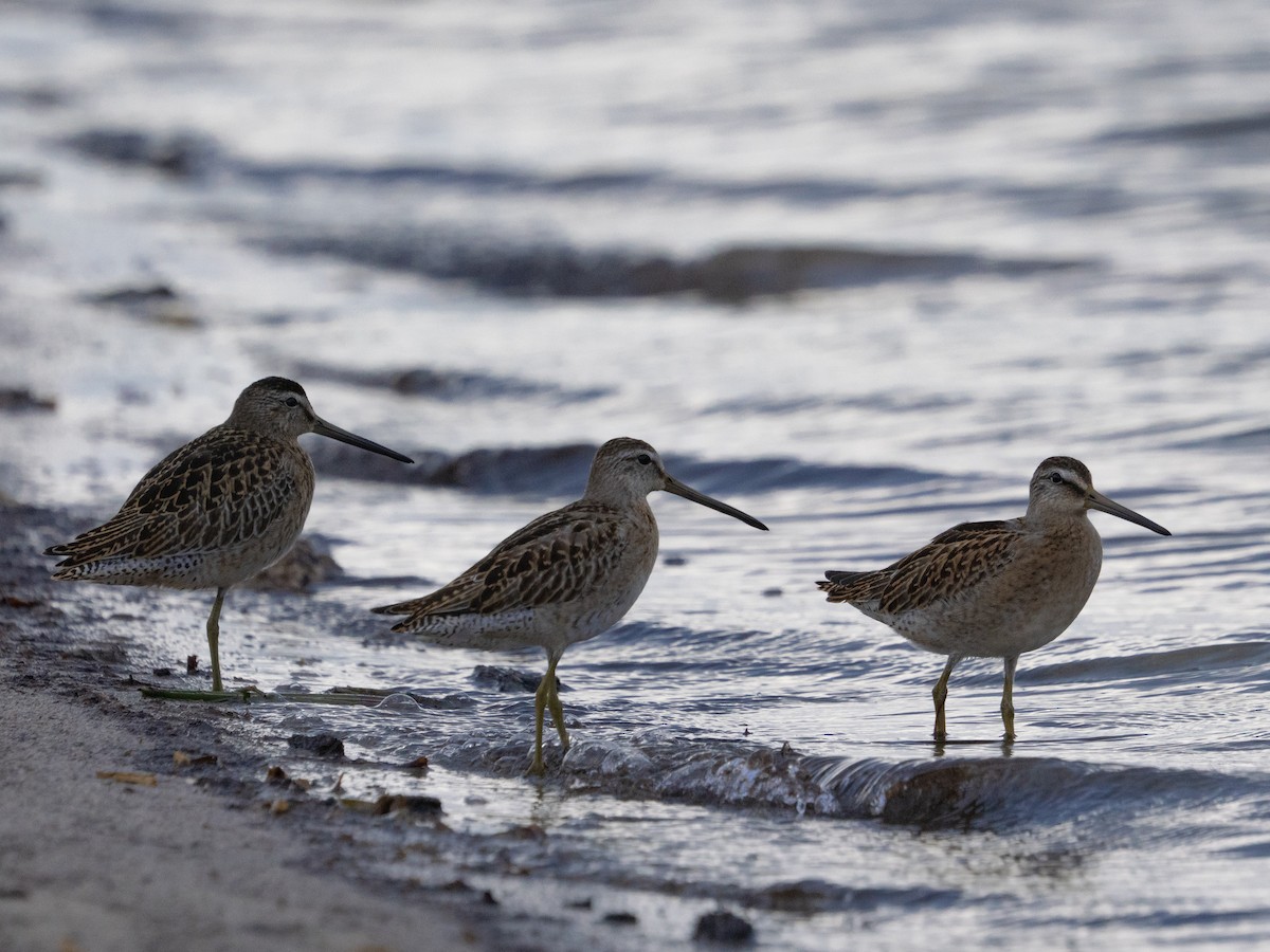 Short-billed Dowitcher - ML644276916
