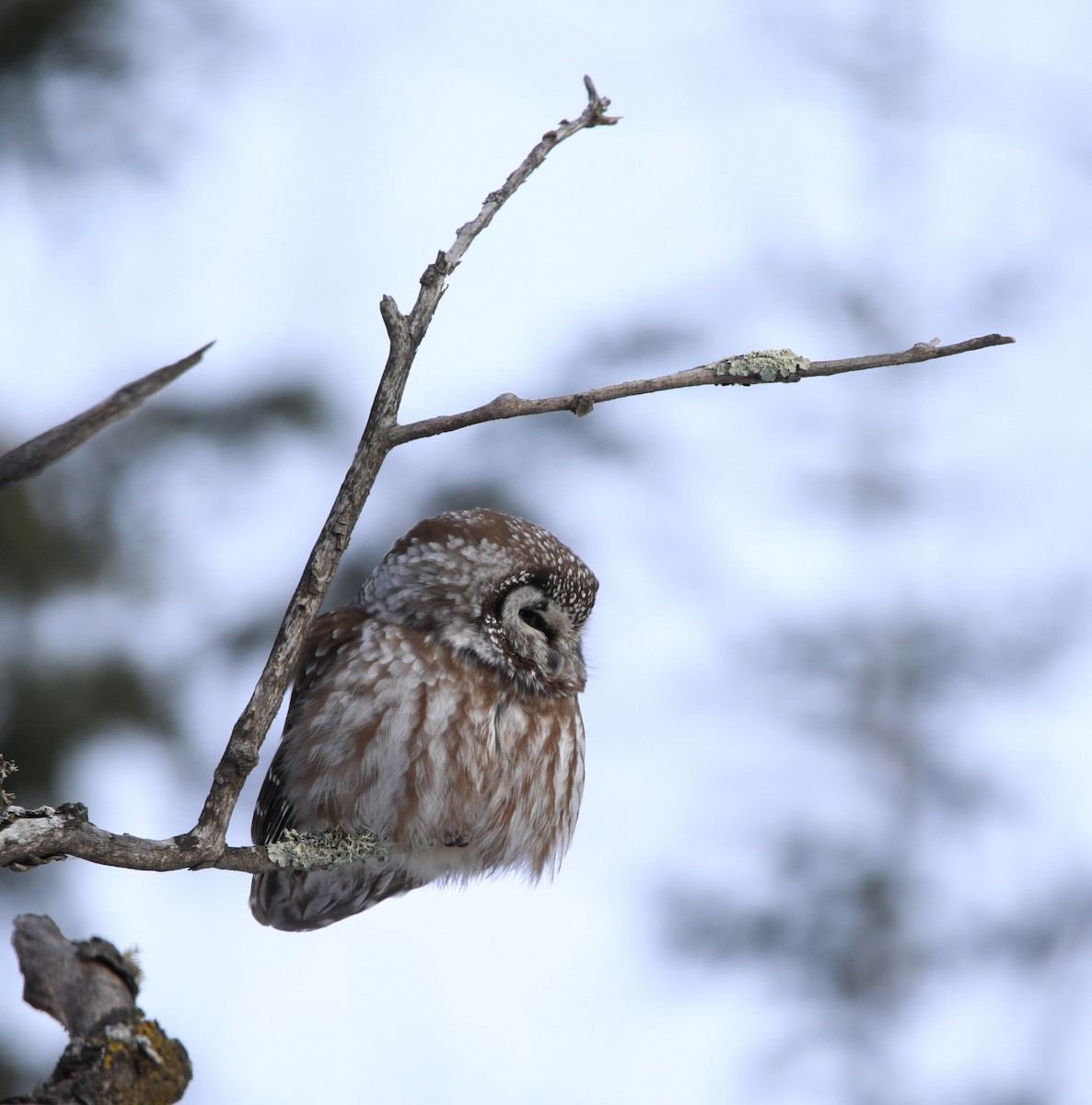 Савагт ариан - ML644276917