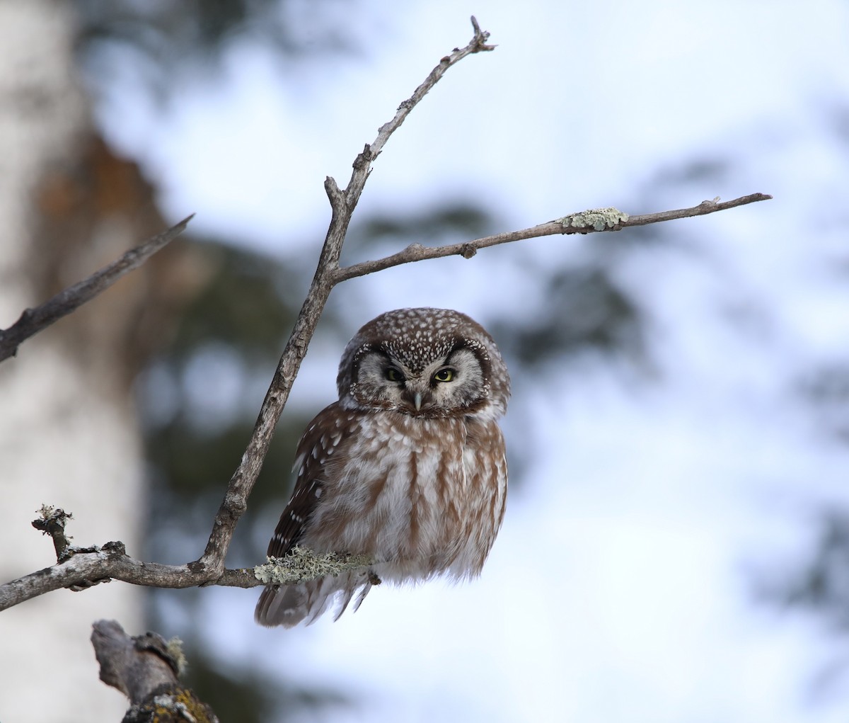 Савагт ариан - ML644276918