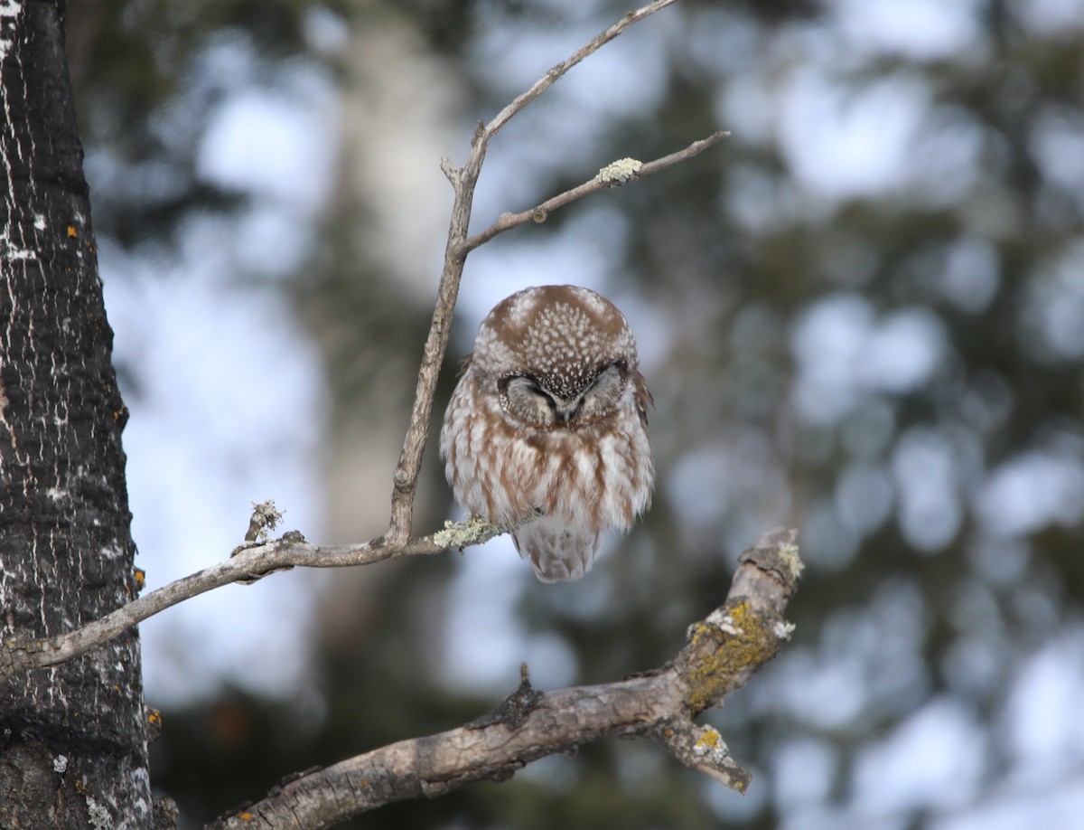 Савагт ариан - ML644276919