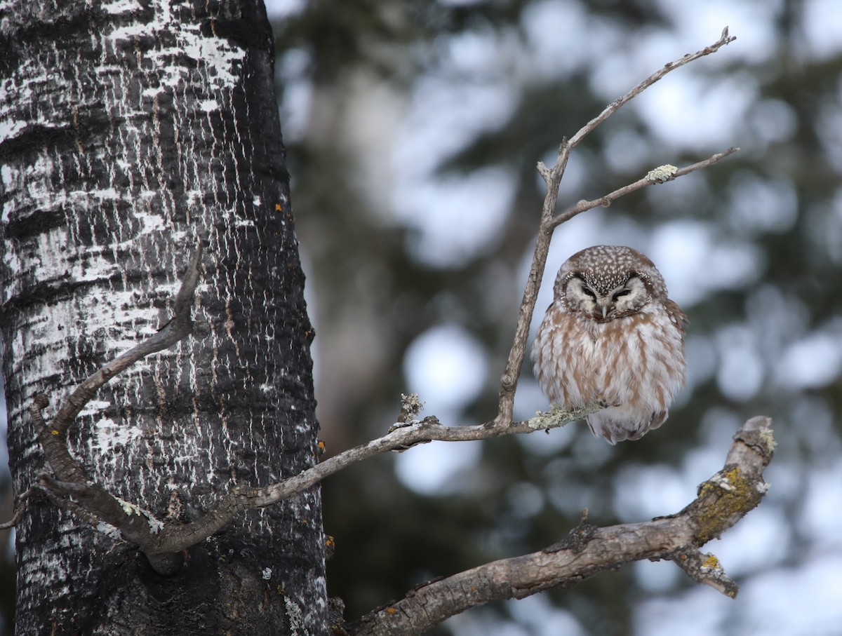 Савагт ариан - ML644276920