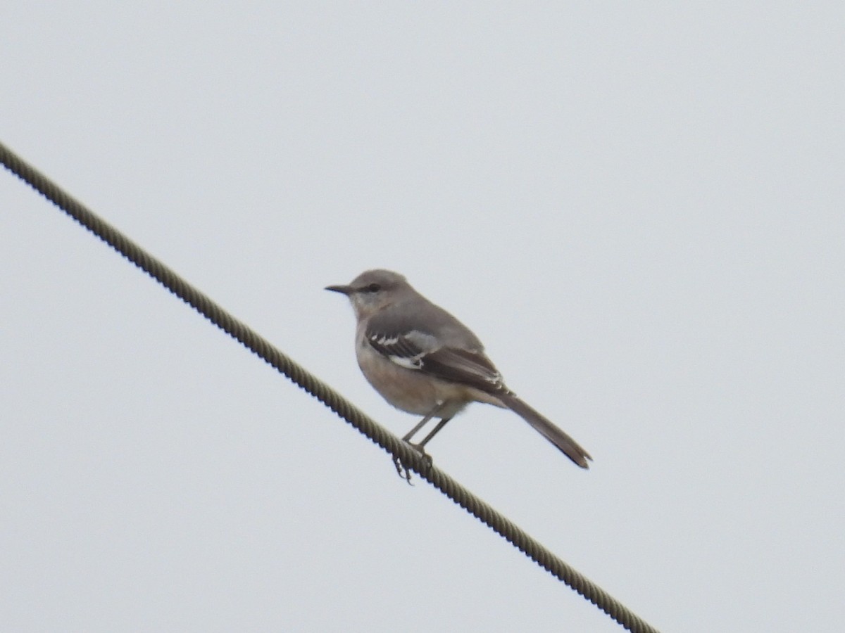Northern Mockingbird - ML644276922
