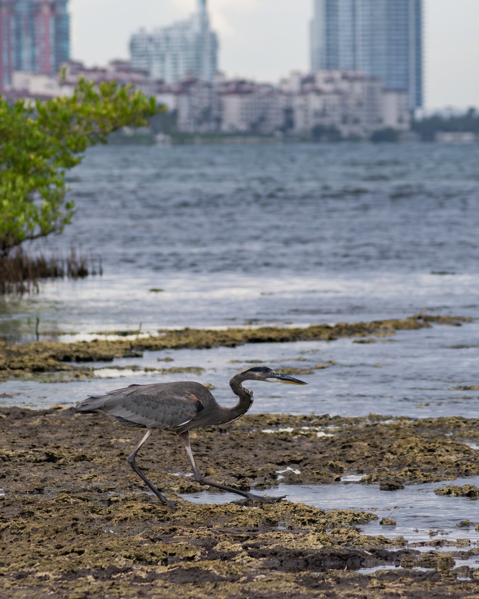 Great Blue Heron - ML644276923