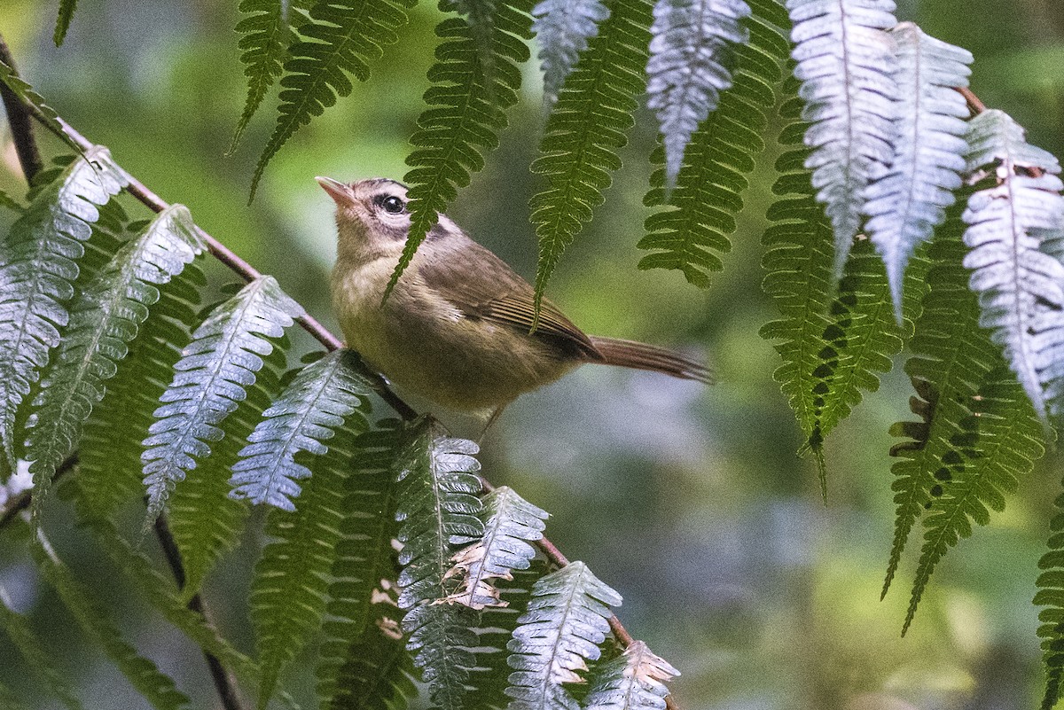 costaricaparula - ML644276925
