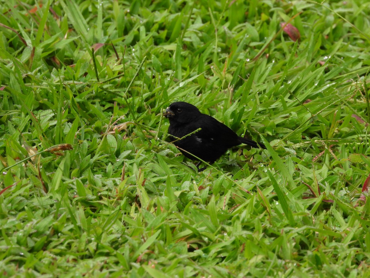 Variable Seedeater - ML644276926