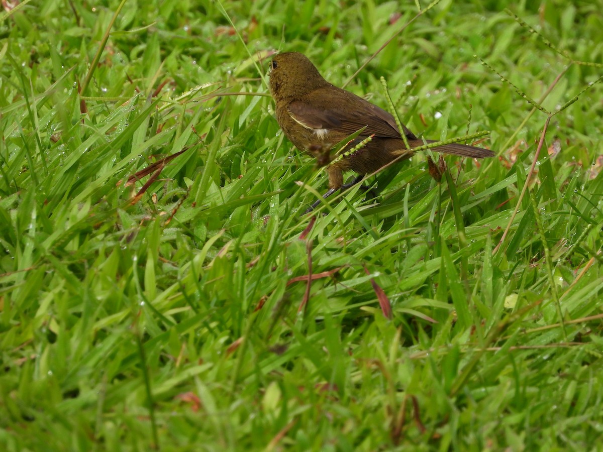 Variable Seedeater - ML644276927