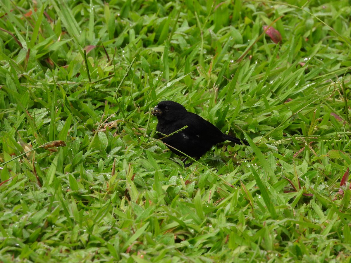 Variable Seedeater - ML644276928