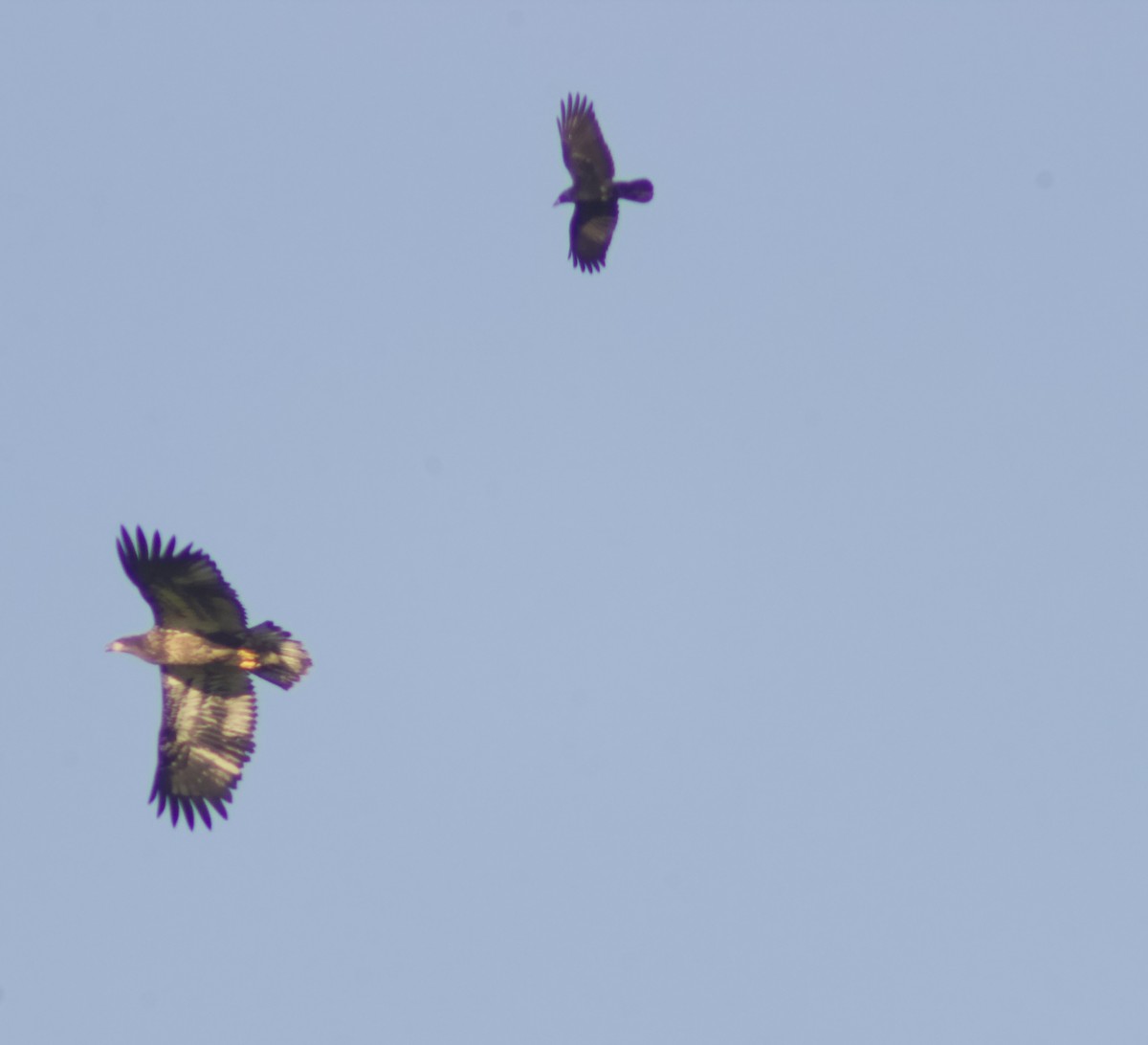 עיטם לבן-ראש - ML644276935