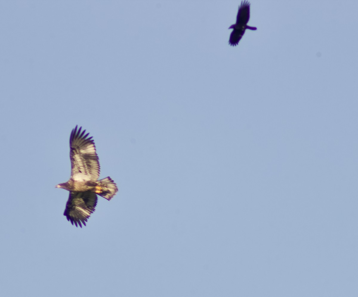 עיטם לבן-ראש - ML644276936
