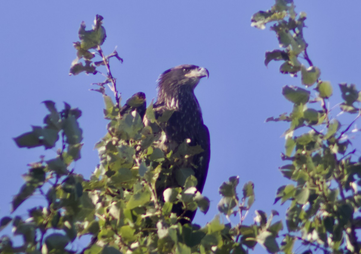 עיטם לבן-ראש - ML644276937