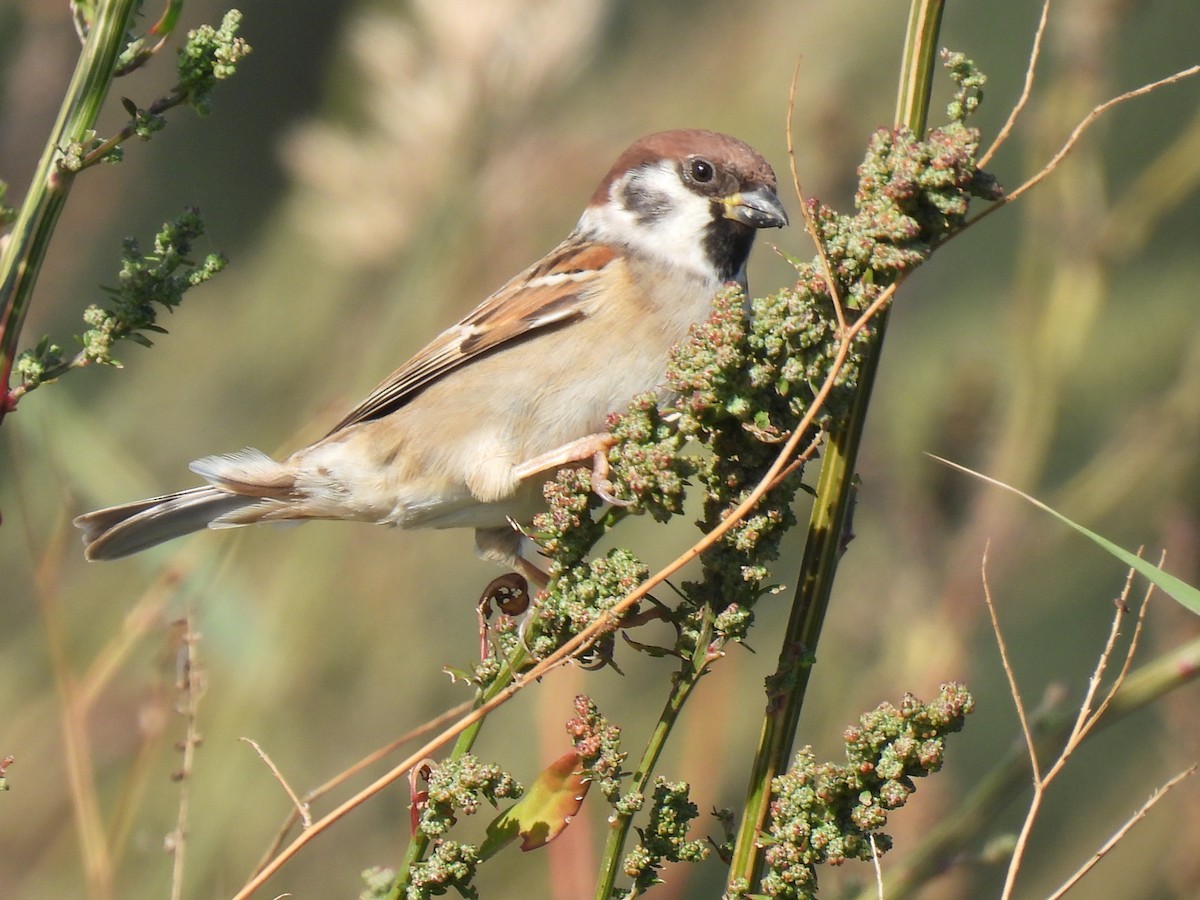 Ağaç Serçesi - ML644276944