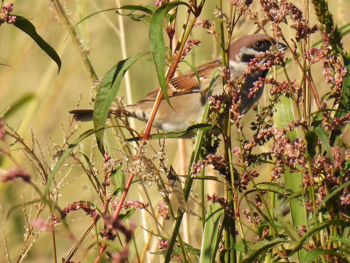 Ağaç Serçesi - ML644276962