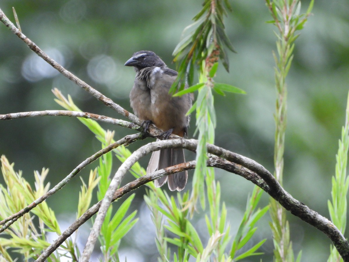 Зернолуск бурогузий - ML644276964