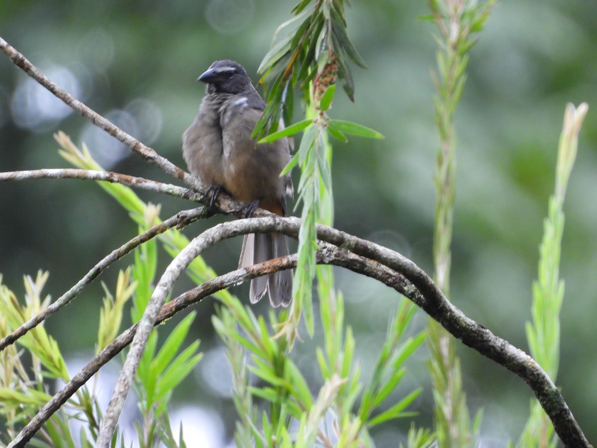 Зернолуск бурогузий - ML644276965