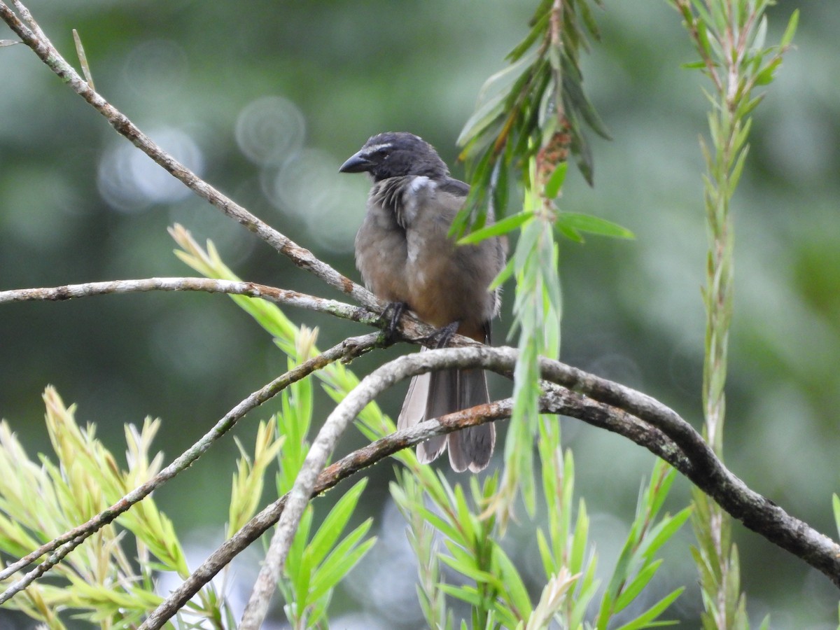 Зернолуск бурогузий - ML644276966