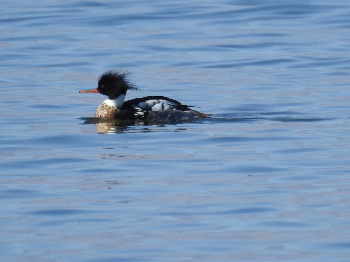 Red-breasted Merganser - ML644276972