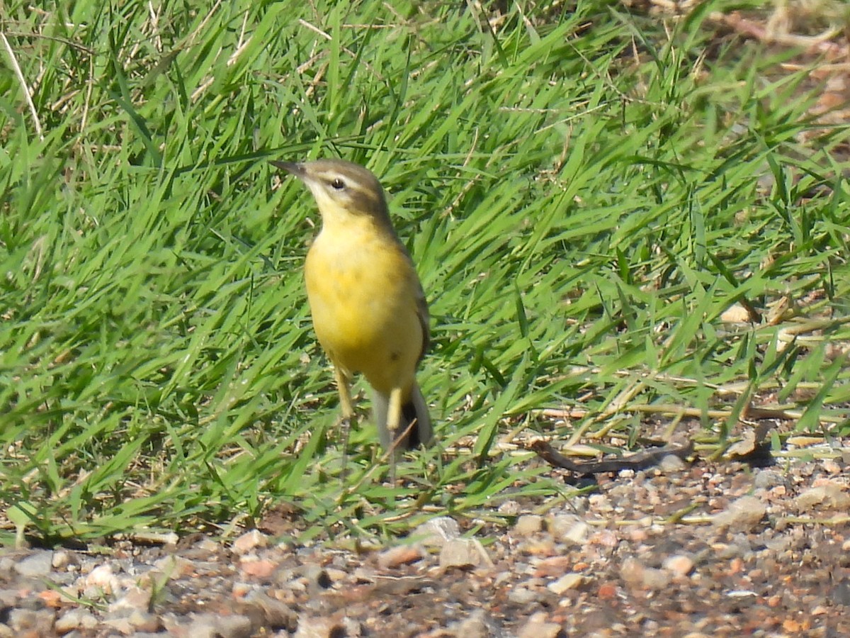 gulerle - ML644276974