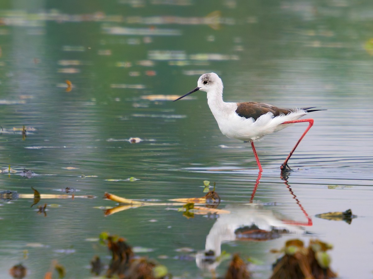 Zankaluze eurasiarra - ML644276981