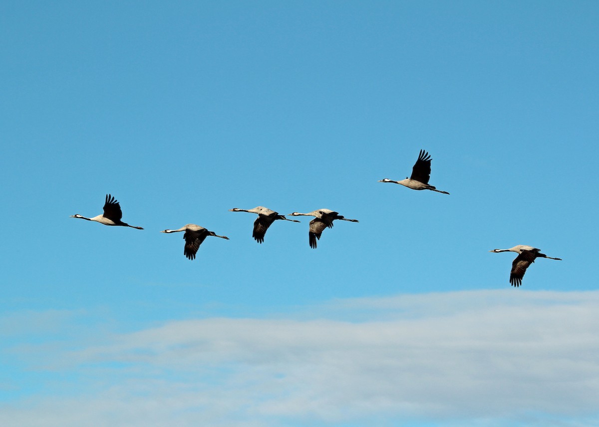 Common Crane - ML644276982
