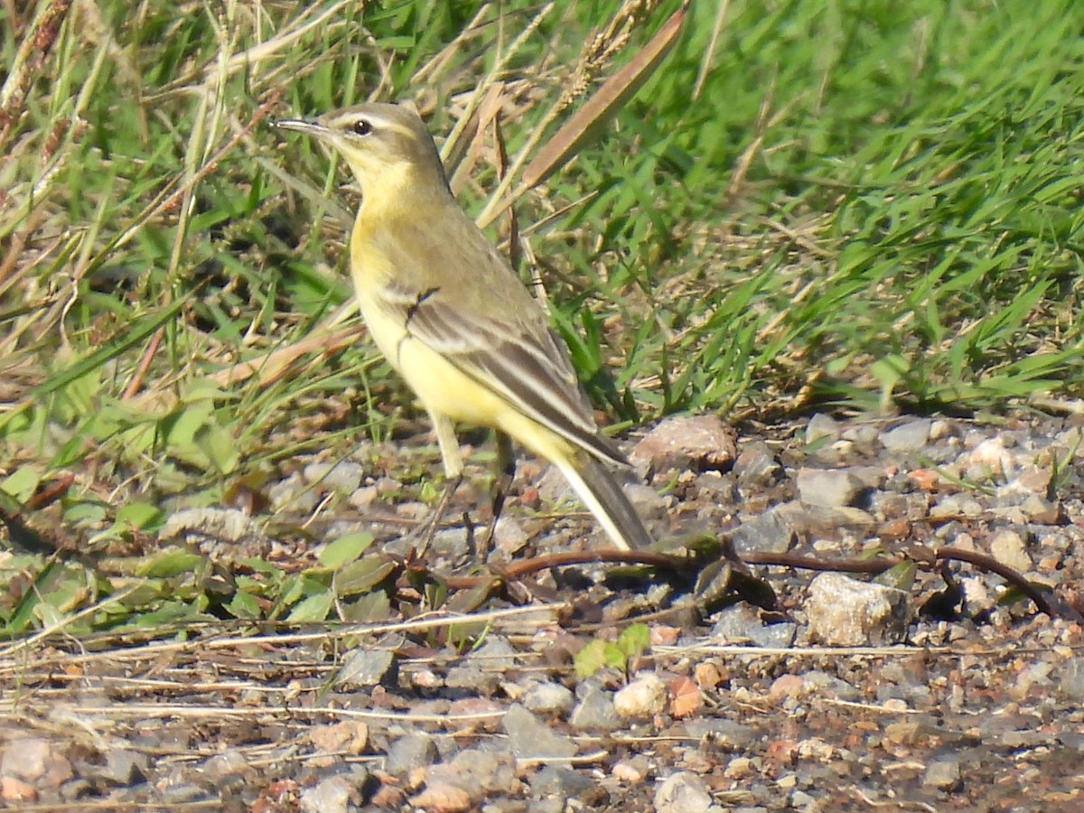 gulerle - ML644276990