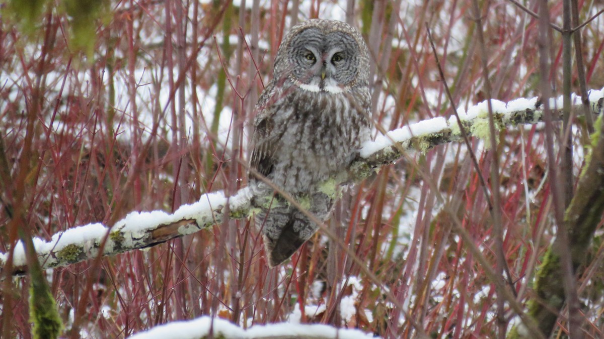 Chouette lapone - ML644276991