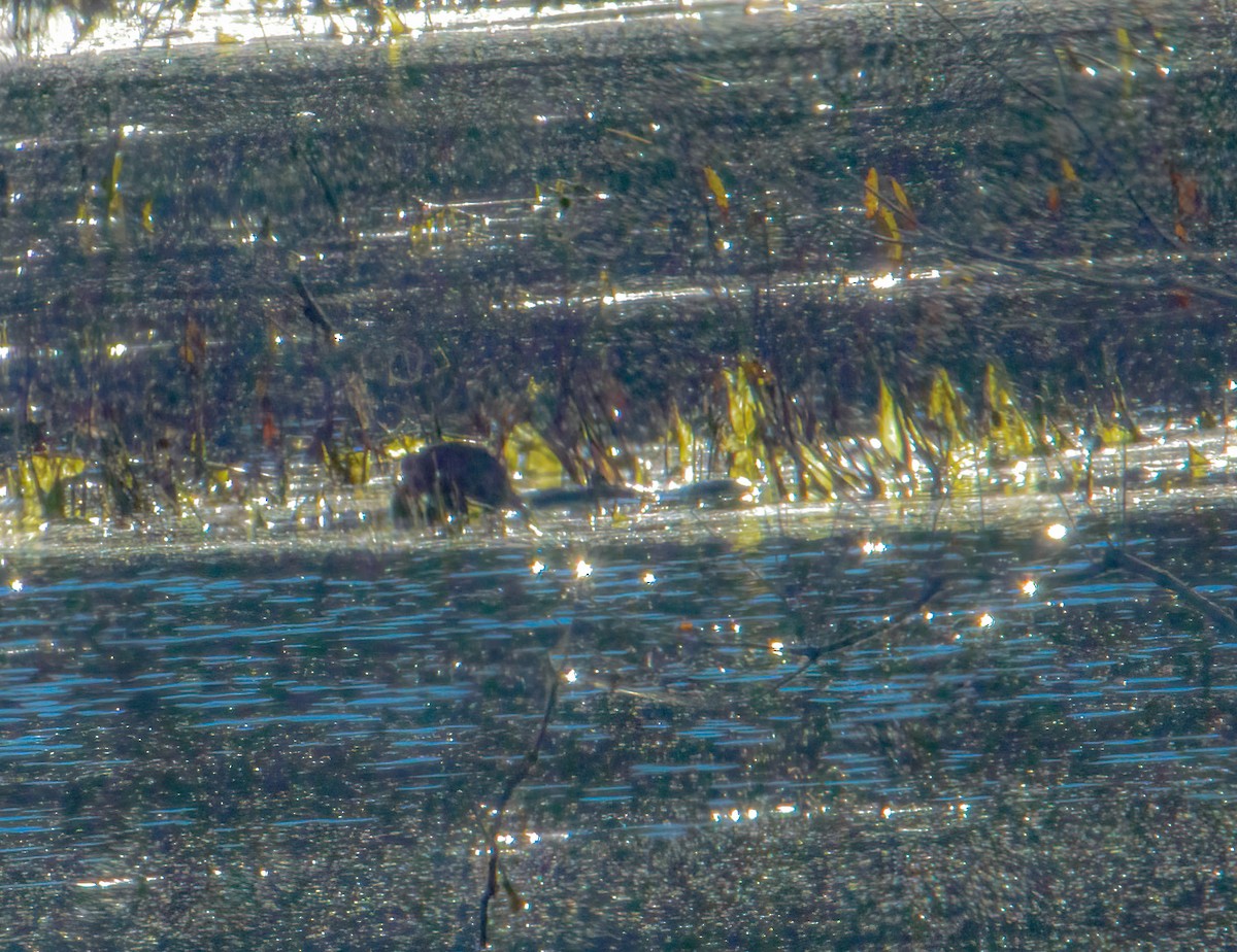 North American River Otter - ML644277008