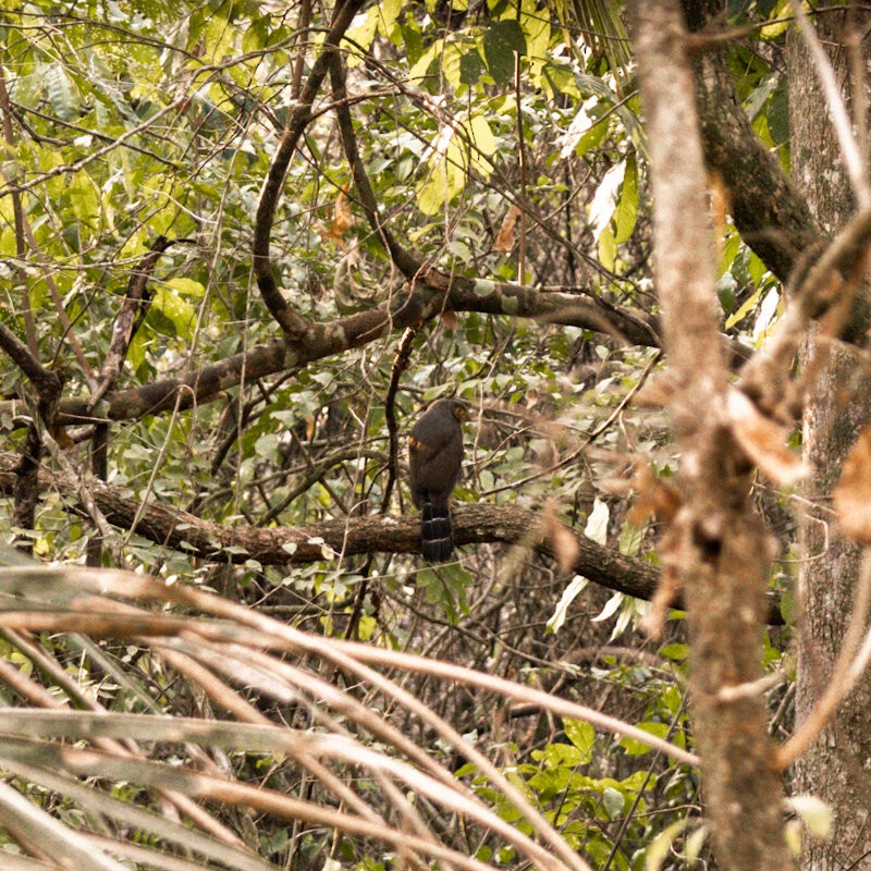 Barred Forest-Falcon - ML644277010