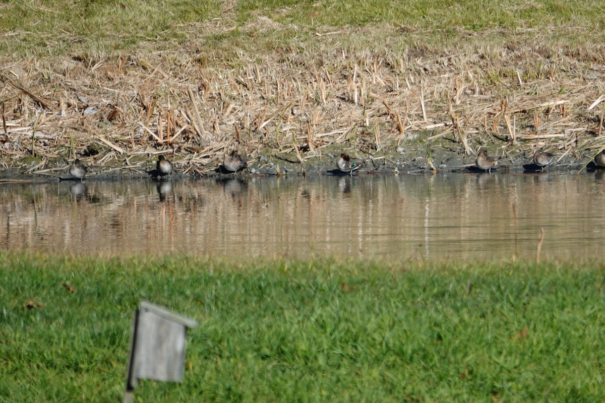 Green-winged Teal - ML644277013