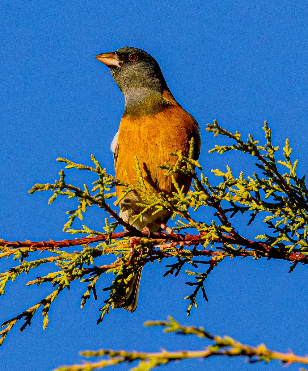 Peruvian Sierra Finch - ML644277031