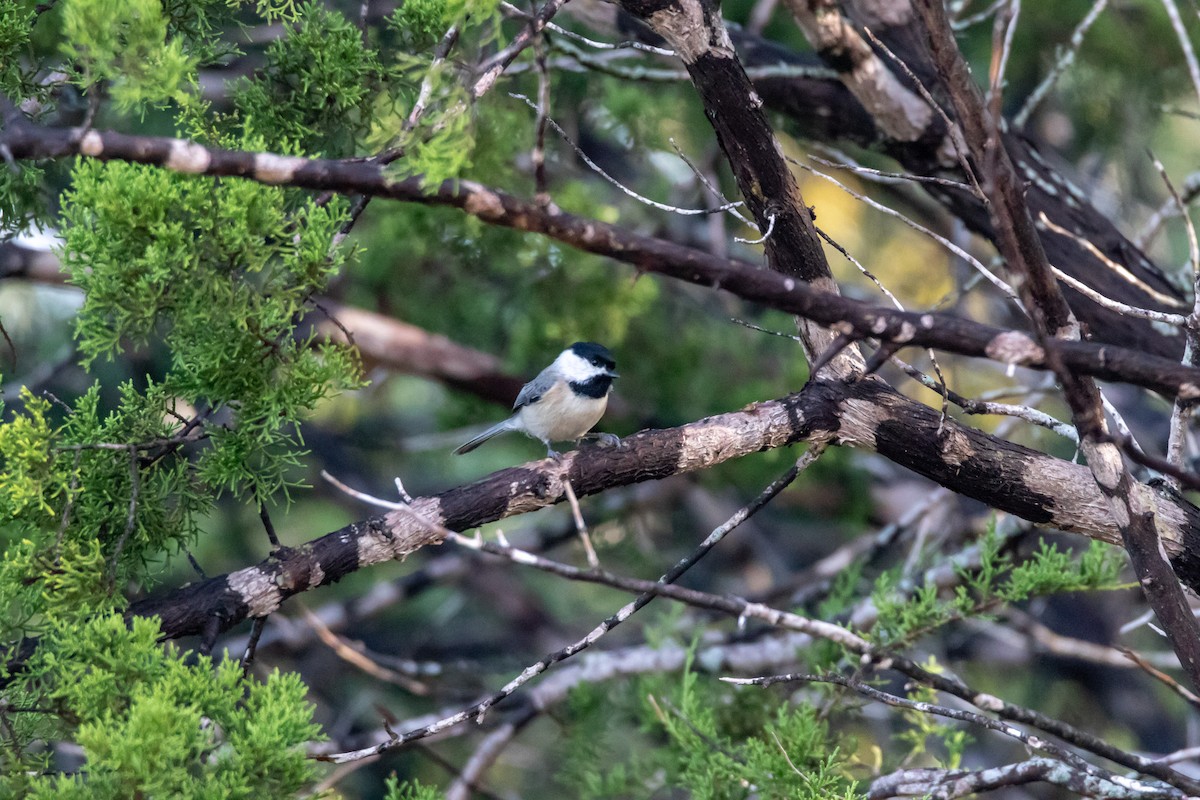 Каролинская гаичка - ML644277040