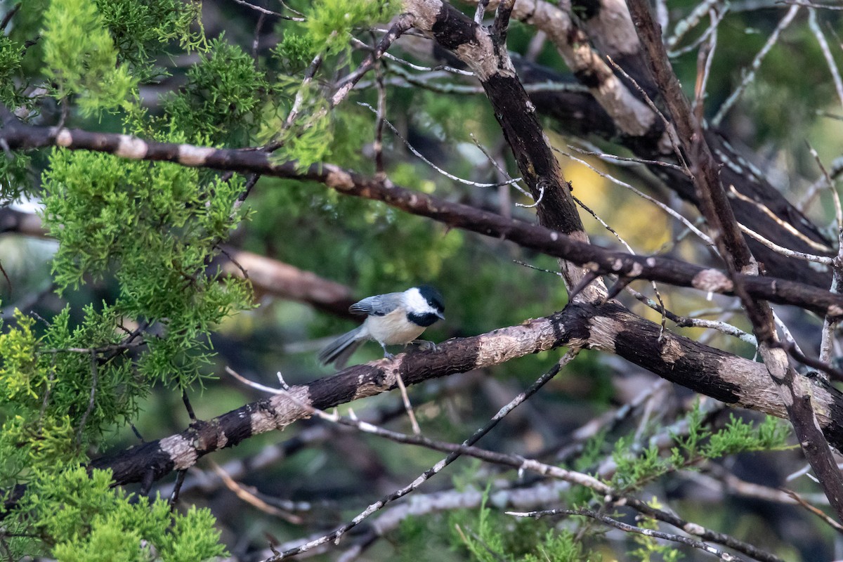 Каролинская гаичка - ML644277041